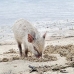piglet_nusalavu_v_0705_0017.jpg